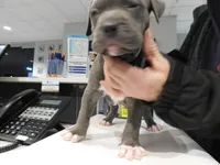 XL-MALE 3 "THE HULK", a male American Bully for sale in Holland, MI – Photo 2 of 10