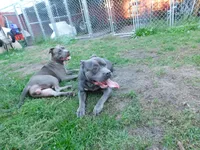 XL-MALE 3 "THE HULK", a male American Bully for sale in Holland, MI – Photo 6 of 10