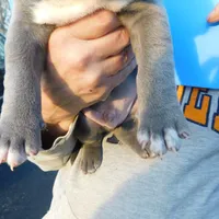 XL-MALE 3 "THE HULK", a male American Bully for sale in Holland, MI – Photo 5 of 10