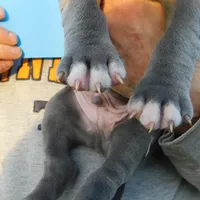 XL-MALE 2 "THE HULK", a male American Bully for sale in Holland, MI – Photo 5 of 10