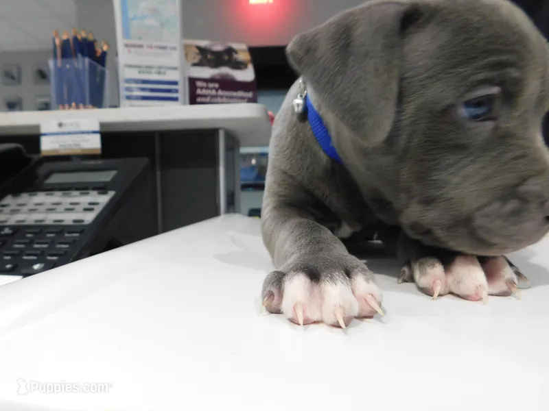 XL-MALE 2 "THE HULK"