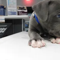 XL-MALE 2 "THE HULK", a male American Bully for sale in Holland, MI – Photo 1 of 10