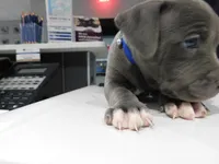 XL-MALE 2 "THE HULK", a male American Bully for sale in Holland, MI – Photo 1 of 10