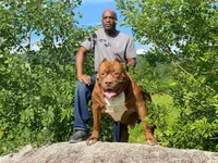 XL-MALE 2 "THE HULK", a male American Bully for sale in Holland, MI – Photo 8 of 10