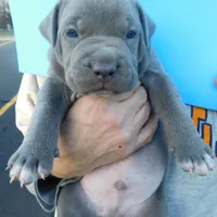 XL-MALE 2 "THE HULK", a male American Bully for sale in Holland, MI – Photo 4 of 10