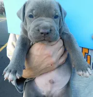 XL-MALE 2 "THE HULK", a male American Bully for sale in Holland, MI – Photo 4 of 10