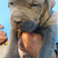 XL-MALE 2 "THE HULK", a male American Bully for sale in Holland, MI – Photo 3 of 10