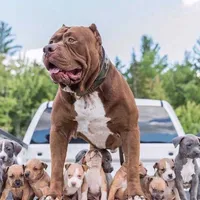 XL-MALE 2 "THE HULK", a male American Bully for sale in Holland, MI – Photo 9 of 10