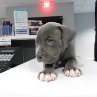 XL-MALE 2 "THE HULK", a male American Bully for sale in Holland, MI – Photo 2 of 10