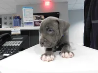 XL-MALE 2 "THE HULK", a male American Bully for sale in Holland, MI – Photo 2 of 10