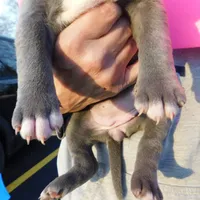 XL-female 1 - "THE HULK", a female American Bully for sale in Holland, MI – Photo 5 of 10