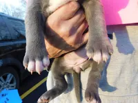 XL-female 1 - "THE HULK", a female American Bully for sale in Holland, MI – Photo 5 of 10