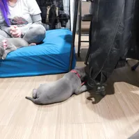 XL-female 1 - "THE HULK", a female American Bully for sale in Holland, MI – Photo 4 of 10