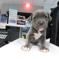 XL-female 1 - "THE HULK", a female American Bully for sale in Holland, MI – Photo 3 of 10