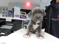 XL-female 1 - "THE HULK", a female American Bully for sale in Holland, MI – Photo 3 of 10