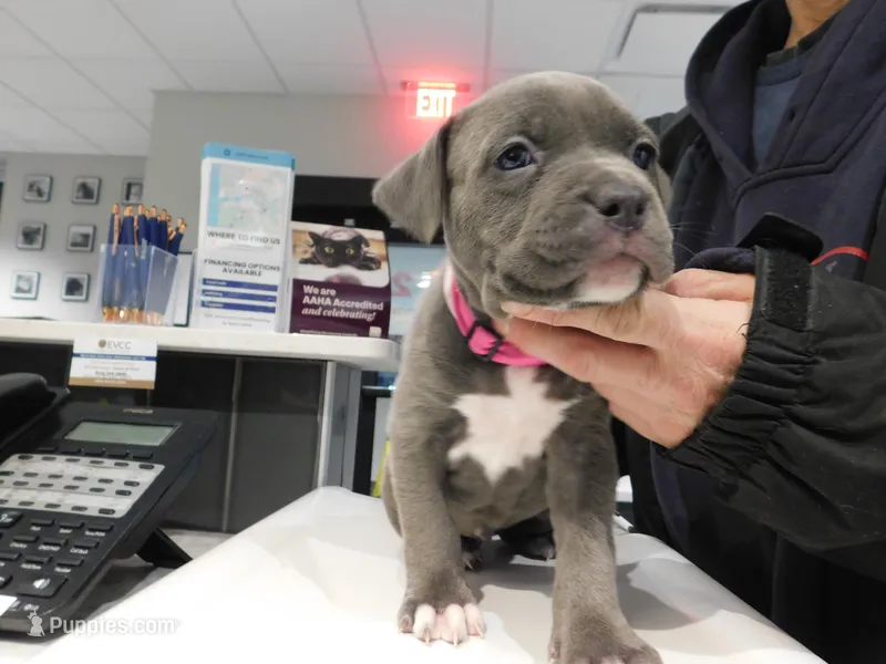 XL-female 1 - "THE HULK"