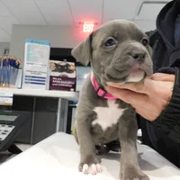 XL-female 1 - "THE HULK", a female American Bully for sale in Holland, MI – Photo 1 of 10