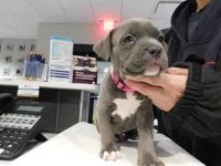 XL-female 1 - "THE HULK", a female American Bully for sale in Holland, MI – Photo 1 of 10