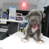 XL-female 1 - "THE HULK", a female American Bully for sale in Holland, MI – Photo 2 of 10