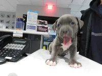 XL-female 1 - "THE HULK", a female American Bully for sale in Holland, MI – Photo 2 of 10