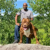 XL-female 1 - "THE HULK", a female American Bully for sale in Holland, MI – Photo 8 of 10