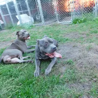 XL-female 1 - "THE HULK", a female American Bully for sale in Holland, MI – Photo 6 of 10