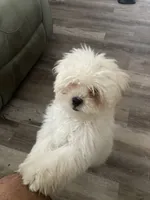 Buddy, a male Poodle - Miniature  for sale in Auburndale, FL – 1 of 3