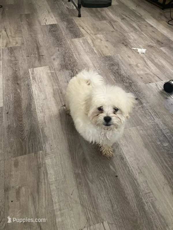 Teddy – Poodle - Miniature  puppy for sale in Auburndale, FL