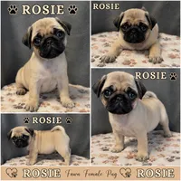 Rosie, a female Pug for sale in Lexington, SC – 2 of 2