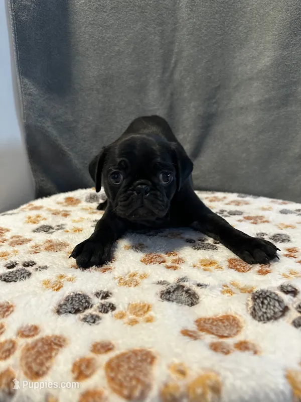 Onyx – Pug puppy for sale in Lexington, SC