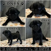 Onyx, a male Pug for sale in Lexington, SC – 2 of 2