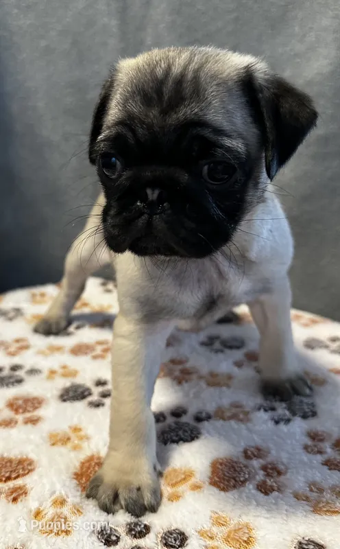Rosie – Pug puppy for sale in Lexington, SC