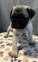 Rosie, a female Pug for sale in Lexington, SC – 1 of 2
