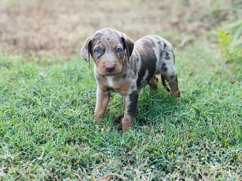 Comanche  – Catahoula Leopard Dog puppy for sale in Muldrow, OK