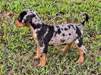 Shiloh-HOLD, a female Catahoula Leopard Dog for sale in Muldrow, OK – 5 of 6