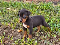 Brodie, a male Catahoula Leopard Dog for sale in Muldrow, OK – 2 of 6