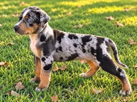 Boss-HOLD, a male Catahoula Leopard Dog for sale in Muldrow, OK – 3 of 5