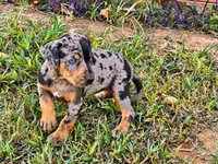 Shiloh-HOLD, a female Catahoula Leopard Dog for sale in Muldrow, OK – 3 of 6