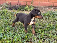 Brodie, a male Catahoula Leopard Dog for sale in Muldrow, OK – 5 of 6