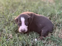 Rebel, a male Catahoula Leopard Dog for sale in Muldrow, OK – 6 of 6
