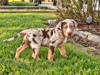 Apache, a male Catahoula Leopard Dog for sale in Muldrow, OK – 3 of 7