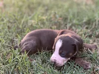 Rebel, a male Catahoula Leopard Dog for sale in Muldrow, OK – 2 of 6