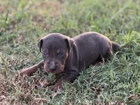 Breeze, a male Catahoula Leopard Dog for sale in Muldrow, OK – 3 of 7