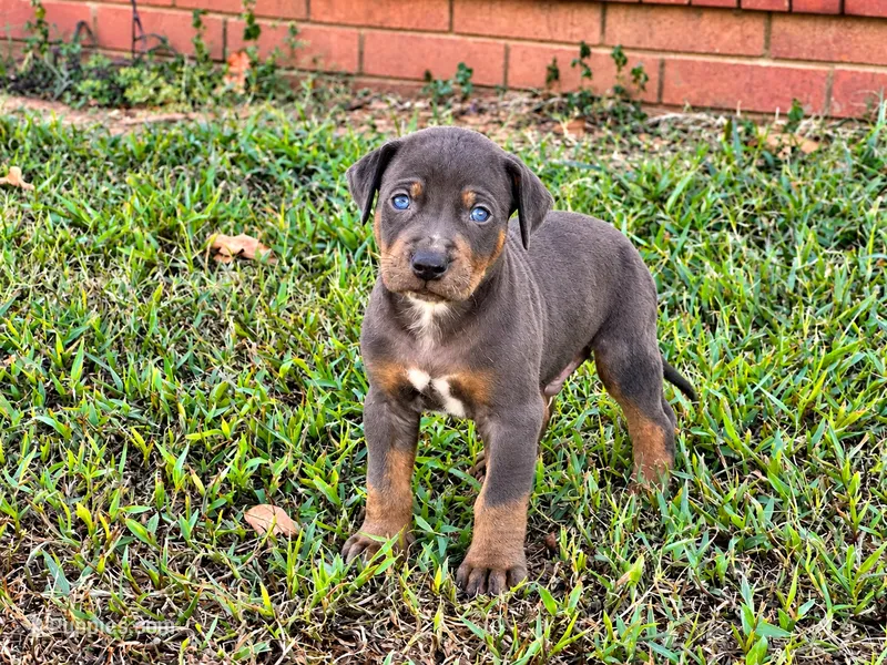 Breeze – Catahoula Leopard Dog puppy for sale in Muldrow, OK