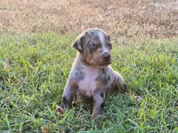 Boss, a male Catahoula Leopard Dog for sale in Muldrow, OK – 6 of 8