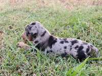Boss, a male Catahoula Leopard Dog for sale in Muldrow, OK – 7 of 8