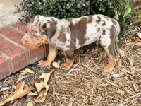 Comanche , a male Catahoula Leopard Dog for sale in Muldrow, OK – 9 of 9