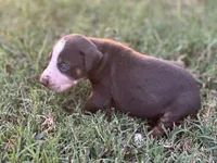 Rebel, a male Catahoula Leopard Dog for sale in Muldrow, OK – 5 of 6