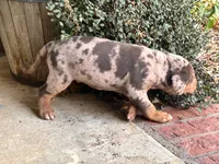 Comanche , a male Catahoula Leopard Dog for sale in Muldrow, OK – 2 of 9