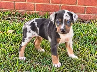 Maverick, a male Catahoula Leopard Dog for sale in Muldrow, OK – 3 of 6